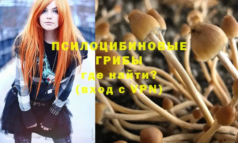 Псилоцибиновые грибы Psilocybe  ссылка на мегу ТОР  Новое Девяткино 